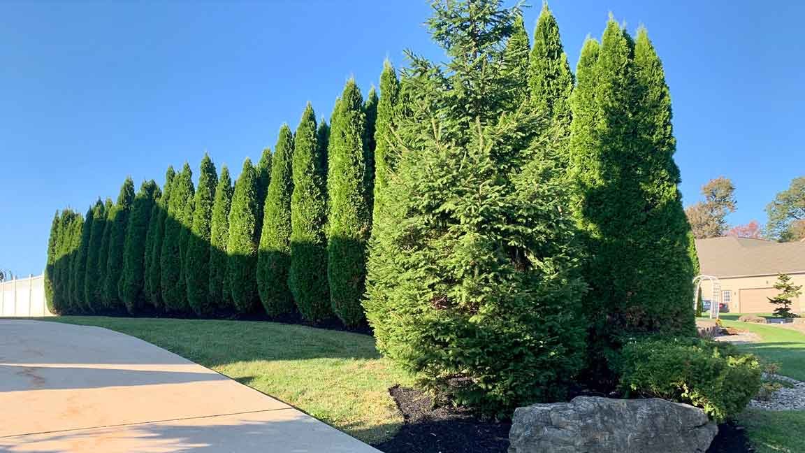 Pruning & trimming