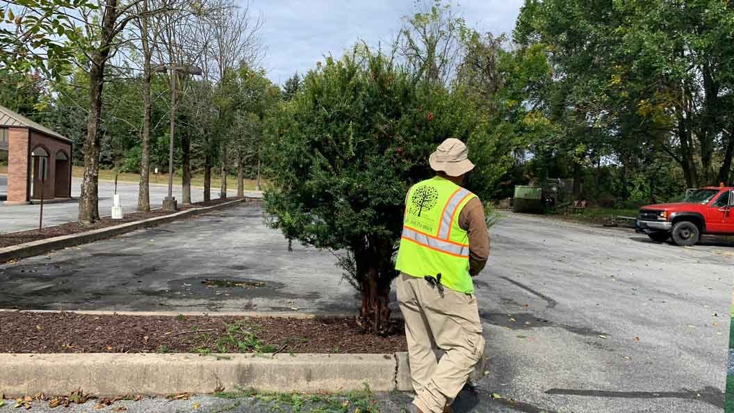 Hedge trimming