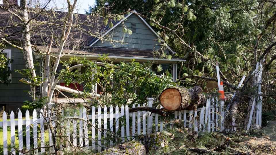 Tree removal