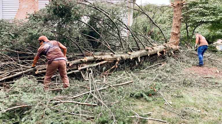 Tree removal