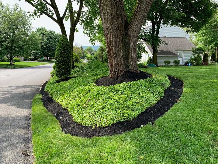 Tree ring with fresh mulch